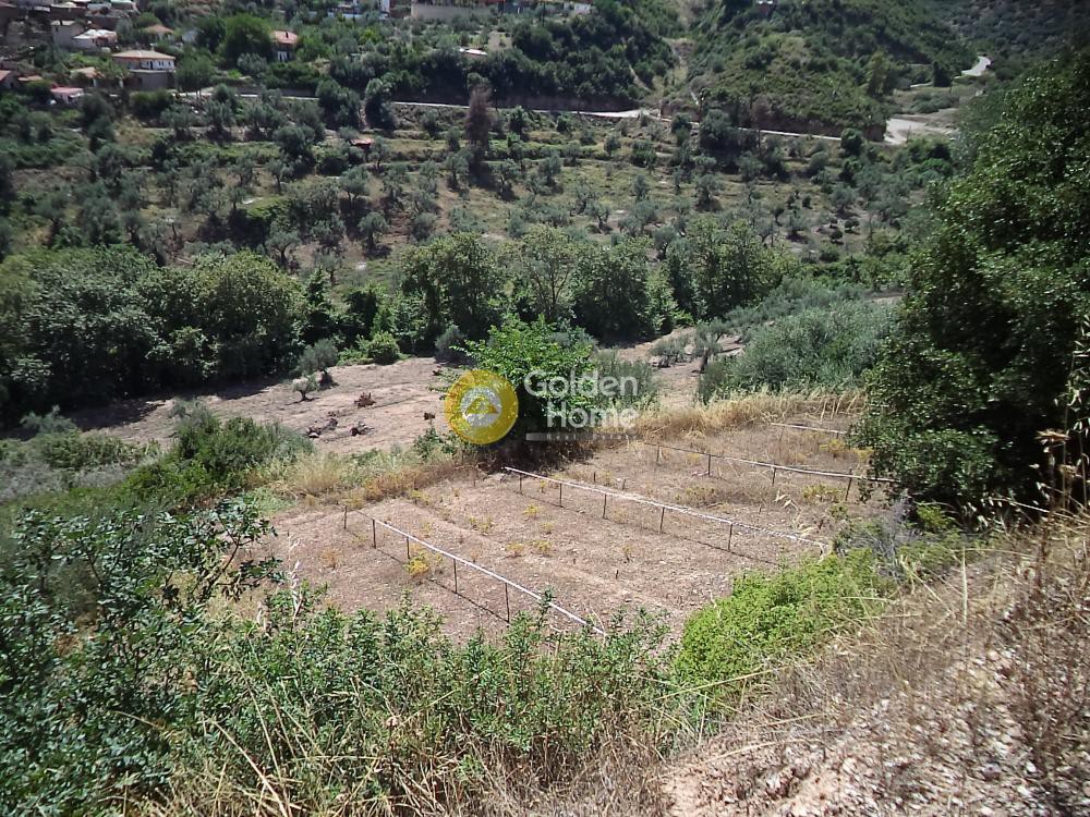 Αγροτεμάχια 22.000 τ.μ. προς πώληση, Κάτω Φτέρη