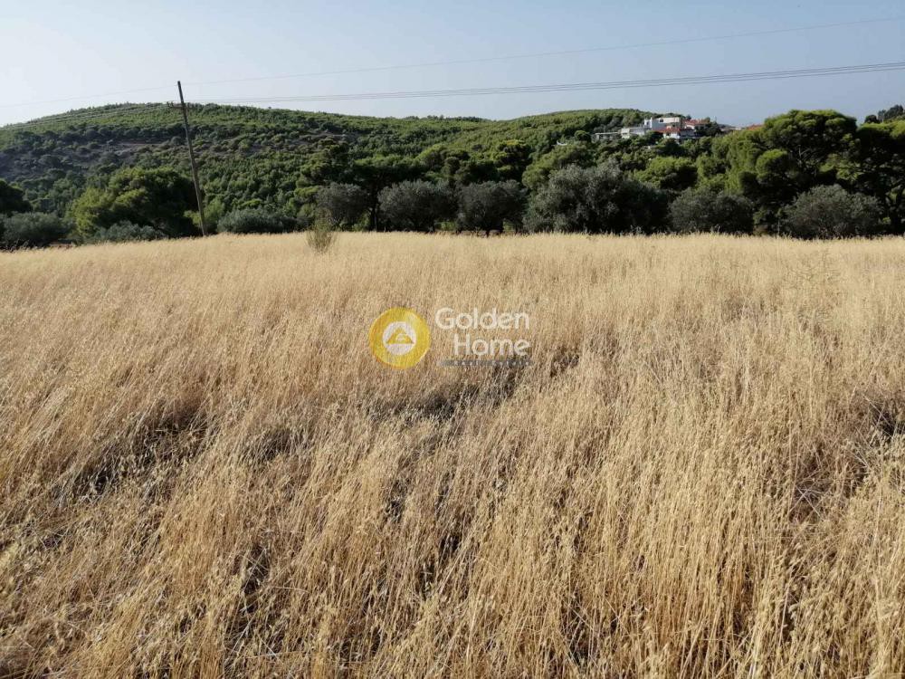 Αγροτεμάχια 18.939 τ.μ. προς πώληση, Μαρκάτι