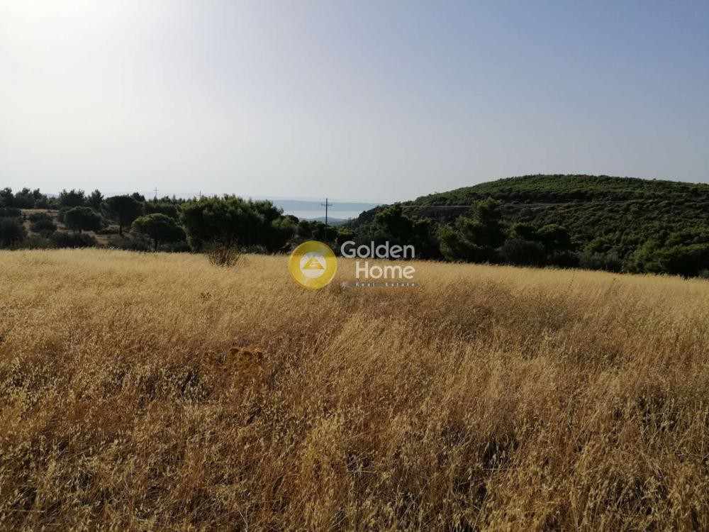 Αγροτεμάχια 18.939 τ.μ. προς πώληση, Μαρκάτι