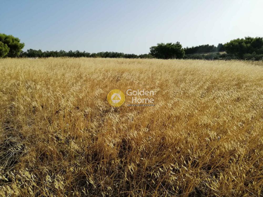 Αγροτεμάχια 18.939 τ.μ. προς πώληση, Μαρκάτι