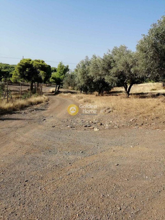 Αγροτεμάχια 18.939 τ.μ. προς πώληση, Μαρκάτι