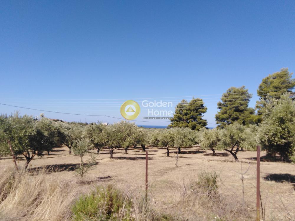 Αγροτεμάχια 4.300 τ.μ. προς πώληση, Κάμπος Κυπαρισσίας
