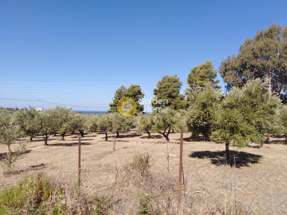 Αγροτεμάχια 4.300 τ.μ. προς πώληση, Κάμπος Κυπαρισσίας