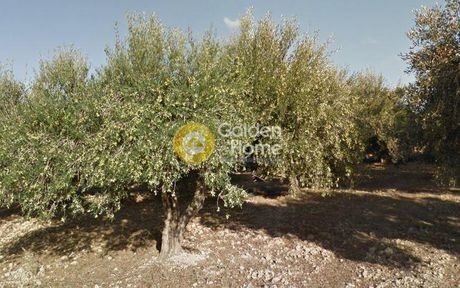 Αγροτεμάχια 4.200τ.μ. για πώληση-Γούβες » Κάτω βάθεια