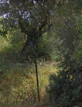 Parcel 981sqm for sale-Acharnes