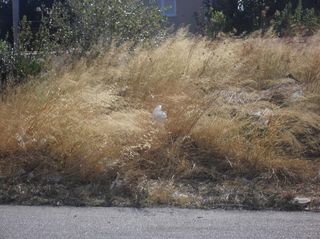 Αγροτεμάχια 203 τ.μ. για πώληση