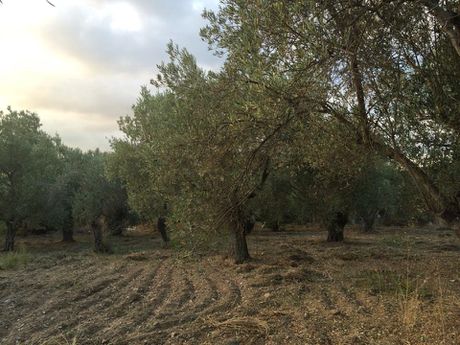 Land plot 2.500sqm for sale-Lesvos - Mitilini