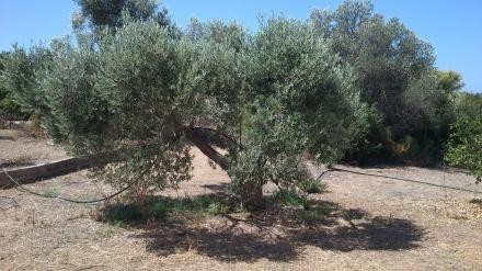 Μονοκατοικία 320 τ.μ. προς πώληση, Ερμιόνη