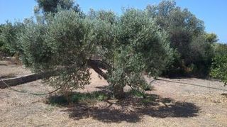 Μονοκατοικία 320 τ.μ. για πώληση, Αργολίδα, Ερμιόνη-thumb-3