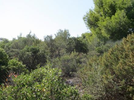 Οικόπεδο 1.042 τ.μ. προς πώληση, Μαλεσίνα Φθιώτιδας