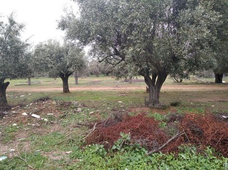 Parcel 17.500sqm for sale-Acharnes