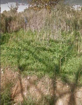 Parcel 5.000sqm for sale-Acharnes