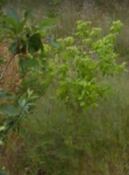 Land plot 350sqm for sale-Acharnes