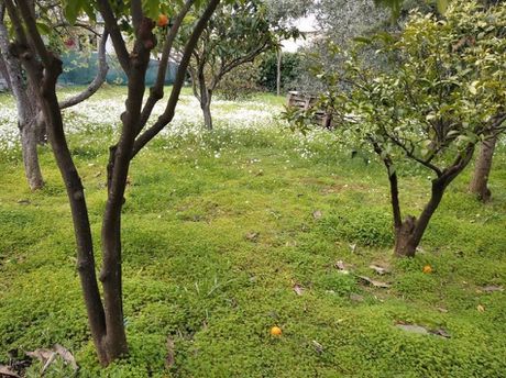 Land plot 260sqm for sale-Lykovrisi