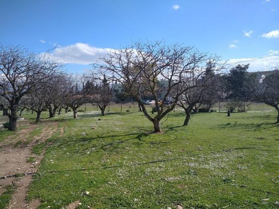 Αγροτεμάχια 7.000 τ.μ. για ενοικίαση, Αθήνα - Δυτικά Προάστια, Αχαρνές