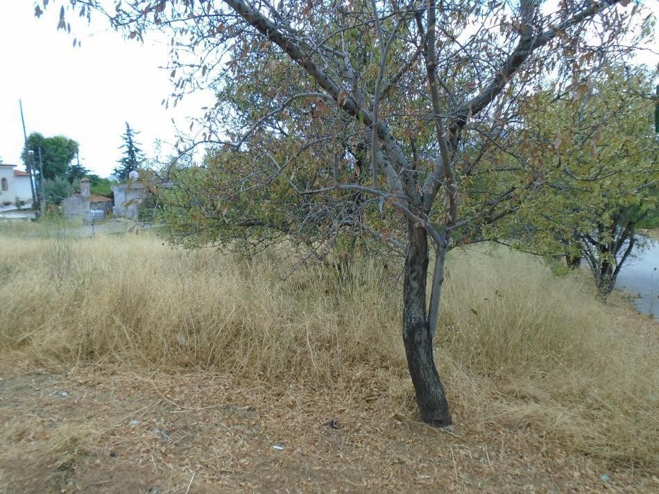 Αγροτεμάχια 281 τ.μ. προς πώληση, Παλλήνη Αττικής