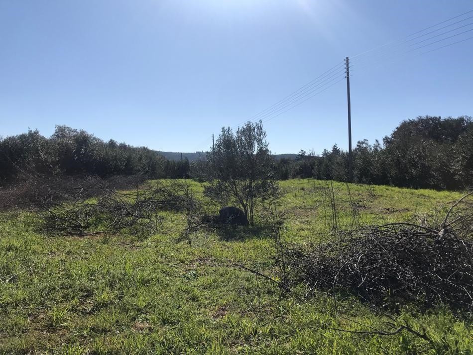 Αγροτεμάχια 1.250 τ.μ. προς πώληση, Κορωπί