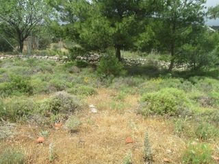 Αγροτεμάχια 400 τ.μ. για πώληση