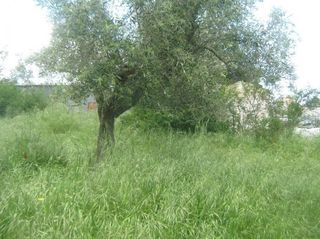 Αγροτεμάχια 2.550 τ.μ. για ενοικίαση