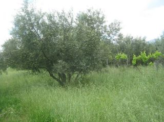 Αγροτεμάχια 2.550 τ.μ. για ενοικίαση, Αθήνα - Δυτικά Προάστια, Αχαρνές-thumb-1