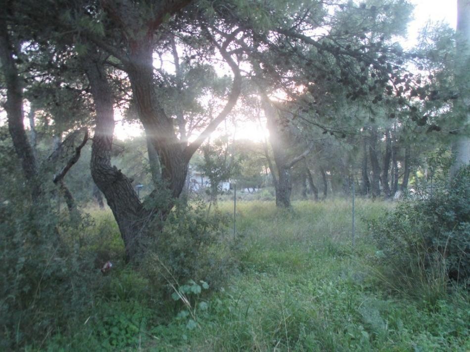 Οικόπεδο 1.000 τ.μ. προς πώληση, Βαρυμπόμπη