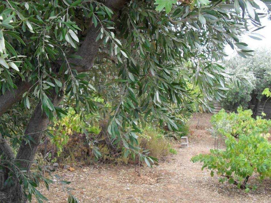 Οικόπεδο 380 τ.μ. προς πώληση, Μεγάλα Σχοινία Α