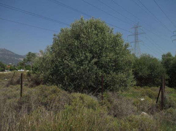 Αγροτεμάχια 430 τ.μ. για πώληση, Αθήνα - Δυτικά Προάστια, Αχαρνές