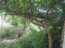 Land plot 170sqm for sale-Acharnes