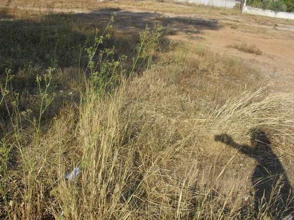 Οικόπεδο 195 τ.μ. για πώληση, Αττική - Υπόλοιπο, Άνω Λιόσια