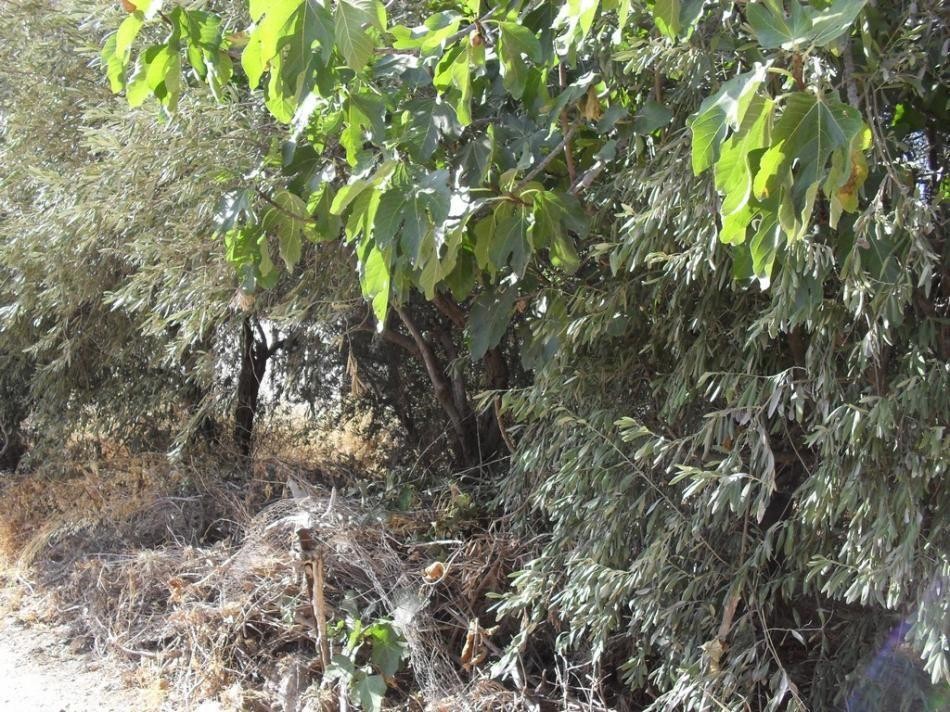 Αγροτεμάχια 349 τ.μ. προς πώληση, Μεγάλα Σχοινία Β