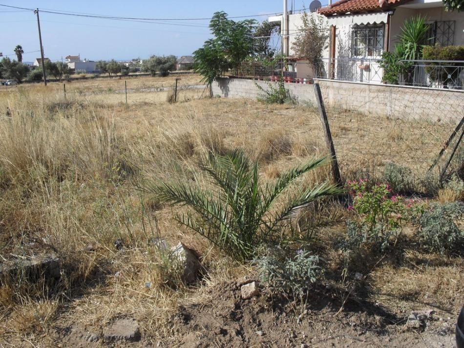 Αγροτεμάχια 250 τ.μ. προς πώληση, Μεγάλα Σχοινία Β