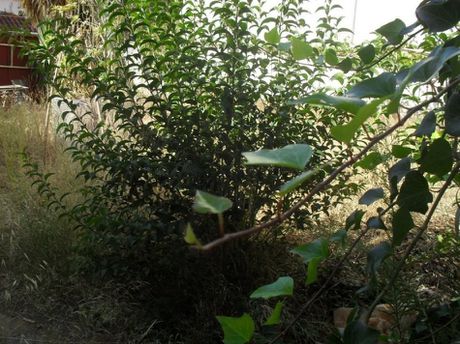 Land plot 170 sqm for sale