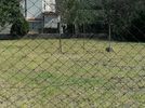 Land plot 650sqm for sale-Lykovrisi