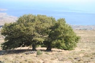 Αγροτεμάχια 800.000 τ.μ. πρός πώληση, Εύβοια, Κάρυστος-thumb-2