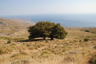 Αγροτεμάχια 800.000 τ.μ. πρός πώληση, Εύβοια, Κάρυστος-thumb-3