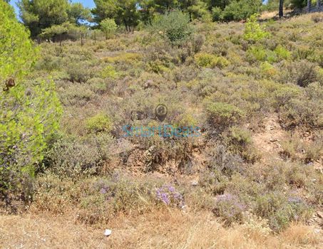Land plot 1.577 sqm for sale