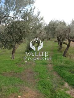 Parcel 3.200sqm for sale-Spata