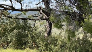 Οικόπεδο 27.382,77 τ.μ. προς πώληση, Νέα Επίδαυρος-thumb-14