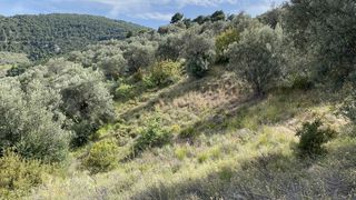 Οικόπεδο 27.382,77 τ.μ. προς πώληση, Νέα Επίδαυρος-thumb-12