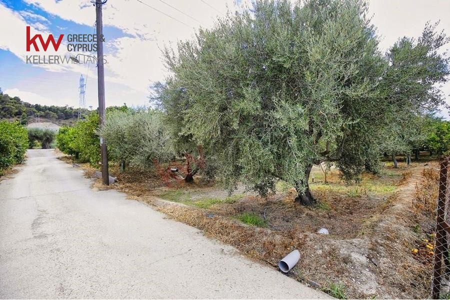 Οικόπεδο 600 τ.μ. προς πώληση, Λυκοποριά