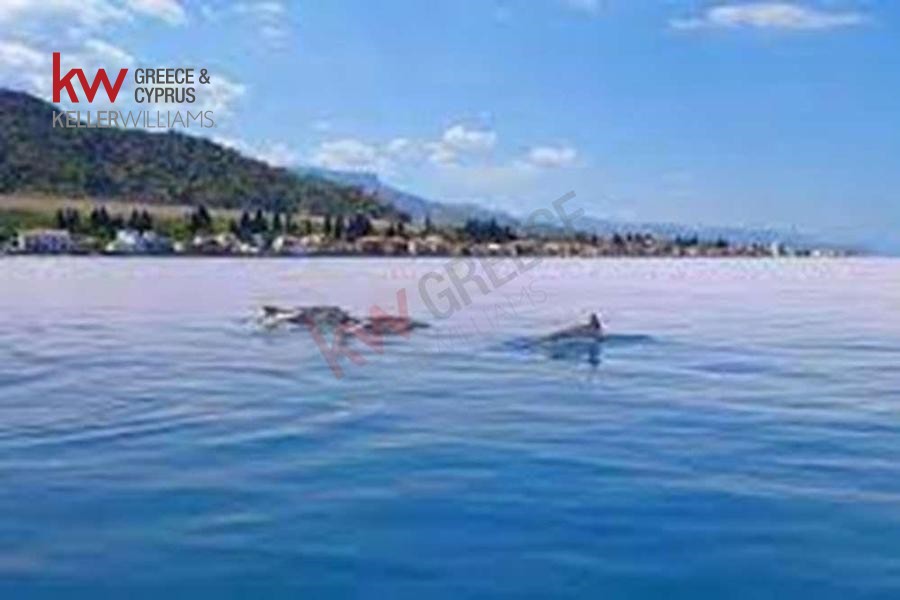 Οικόπεδο 1.800 τ.μ. προς πώληση, Λυκοποριά