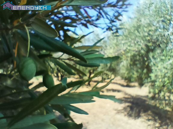 Αγροτεμάχια 2.000 τ.μ. για πώληση, Ημαθία, Βεργίνα