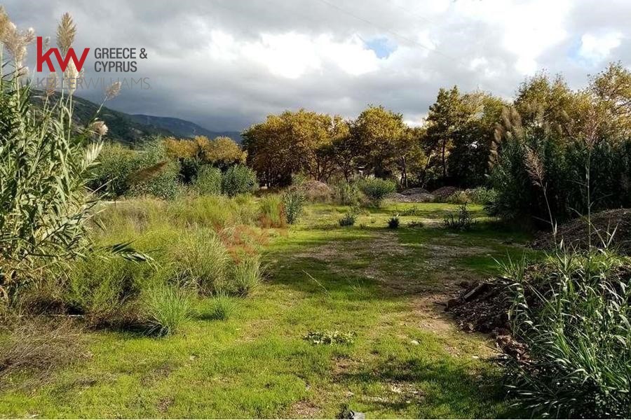 Οικόπεδο 6.693 τ.μ. προς πώληση, Συχαινά