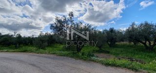 Αγροτεμάχια 12.967,22 τ.μ. πρός πώληση, Μεσσηνία, Φιλιατρά-thumb-8