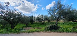 Αγροτεμάχια 12.967,22 τ.μ. πρός πώληση, Μεσσηνία, Φιλιατρά-thumb-9