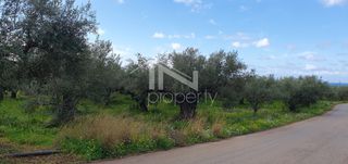 Αγροτεμάχια 12.967,22 τ.μ. πρός πώληση, Μεσσηνία, Φιλιατρά-thumb-5