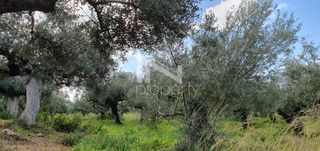Αγροτεμάχια 12.967,22 τ.μ. πρός πώληση, Μεσσηνία, Φιλιατρά-thumb-7