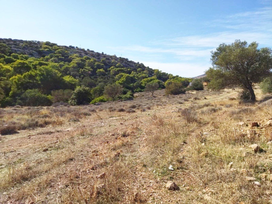 Αγροτεμάχια 9.455 τ.μ. προς πώληση, Παλιοκαμάριζα