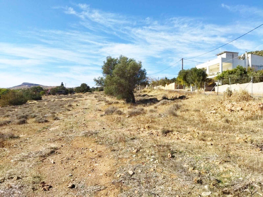 Αγροτεμάχια 9.455 τ.μ. προς πώληση, Παλιοκαμάριζα