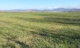 Αγροτεμάχια 8.000τ.μ. για πώληση-Θήβα